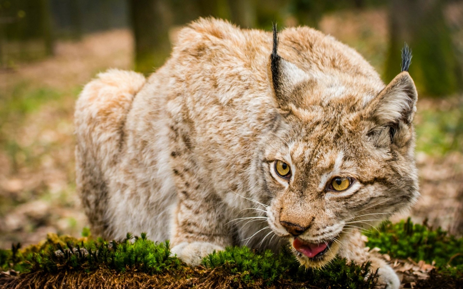 Download Animal Lynx HD Wallpaper