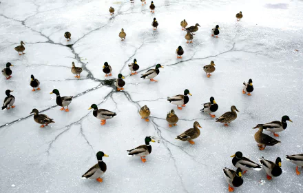  Mallard Ducks on a frozen lake