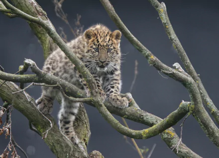  Amur Leopard Cub in Tree