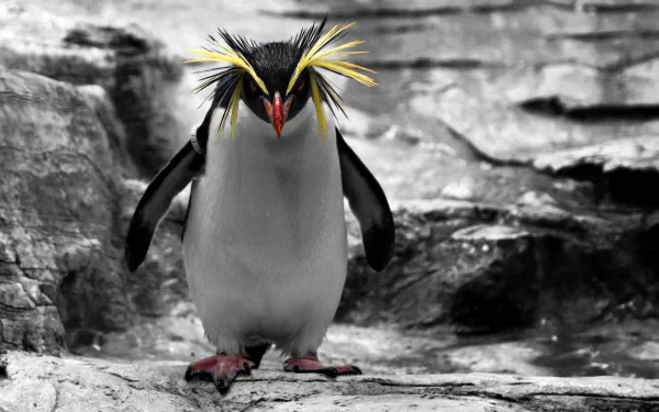 Rockhopper penguin with striking yellow crest standing on rocky terrain, captured in high-definition detail as an animal-themed PC desktop wallpaper background.