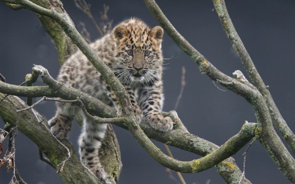 Animal Leopard Cats Amur Leopard Branch HD Wallpaper | Background Image