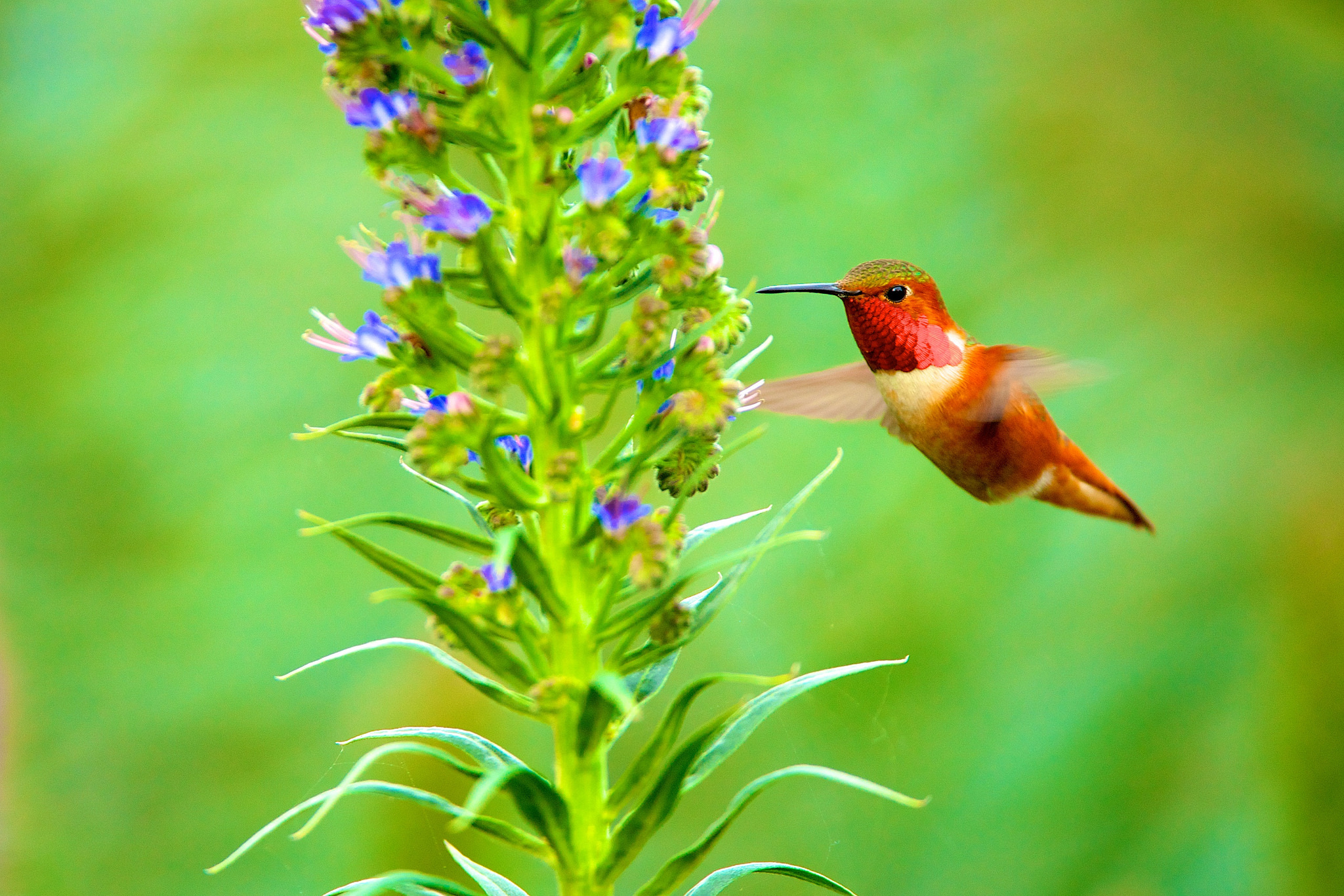 Hummingbird Fond d’écran HD | Arrière-Plan | 2048x1366 | ID:679187