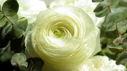  White Persian Buttercup