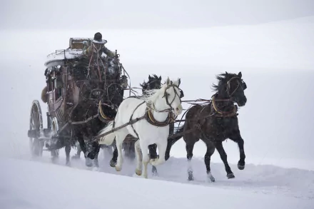 horse movie The Hateful Eight HD Desktop Wallpaper | Background Image