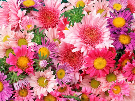 A vibrant HD desktop wallpaper featuring a close-up of pink gerbera daisies and violet flowers in full bloom, showcasing nature’s colorful beauty.