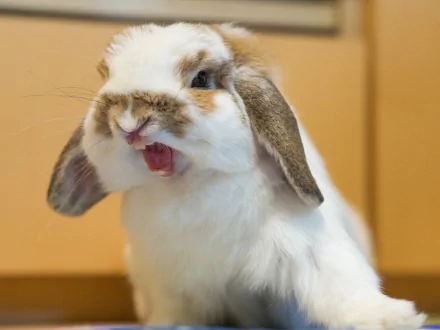 Animal rabbit HD Desktop Wallpaper | Background Image
