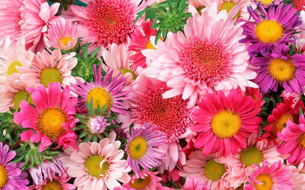 A vibrant HD desktop wallpaper featuring a close-up of pink gerbera daisies and violet flowers in full bloom, showcasing nature’s colorful beauty.
