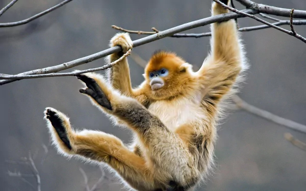 monkey Animal Golden snub-nosed monkey HD Desktop Wallpaper | Background Image