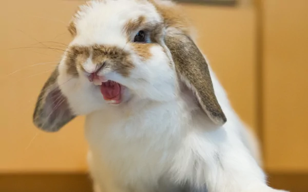Animal rabbit HD Desktop Wallpaper | Background Image