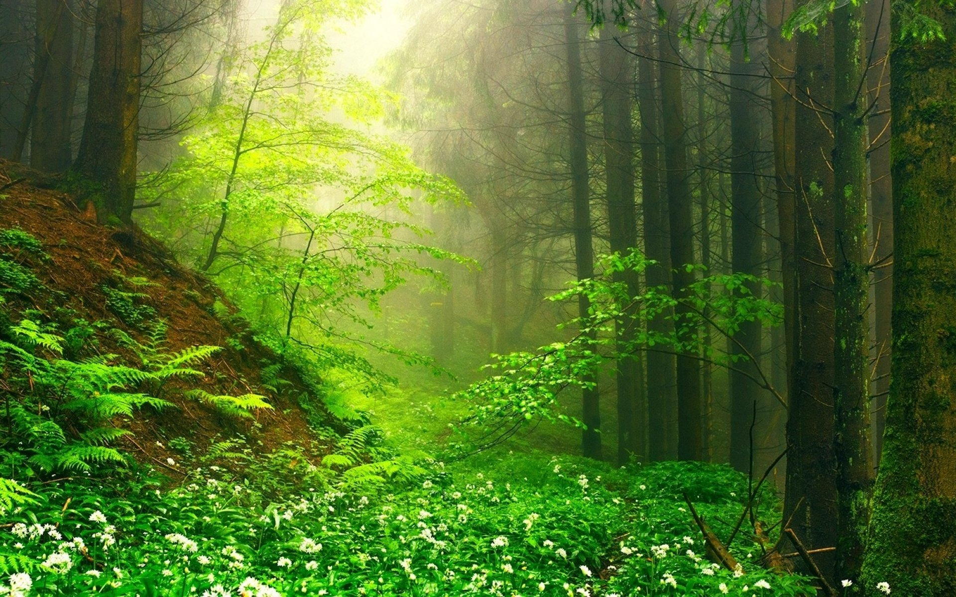 Misty Forest In Springtime Hd Wallpaper Hintergrund 19x10 Id 6803 Wallpaper Abyss