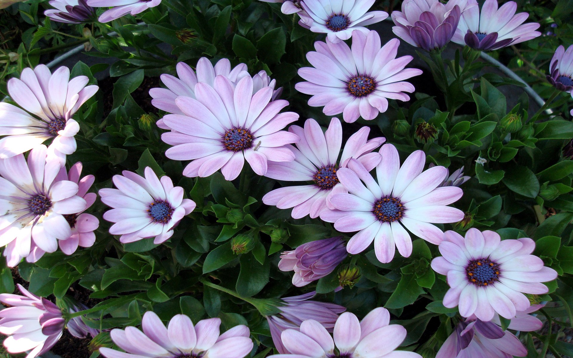 Close-up of purple daisy-like flowers and green leaves in nature — HD PC desktop wallpaper/background.