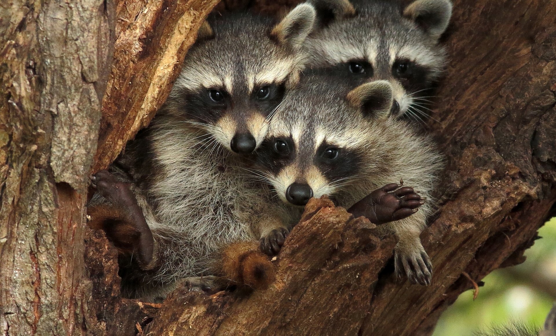 HD PC desktop wallpaper and background of three raccoon animals nestled together in a tree hollow, peering out from rough bark