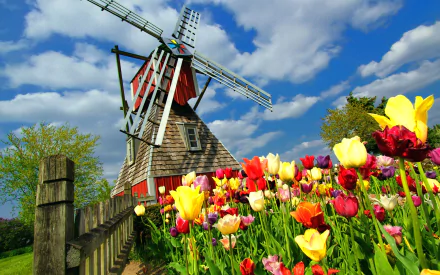 flower Nederland tulip man made windmill HD Desktop Wallpaper | Background Image