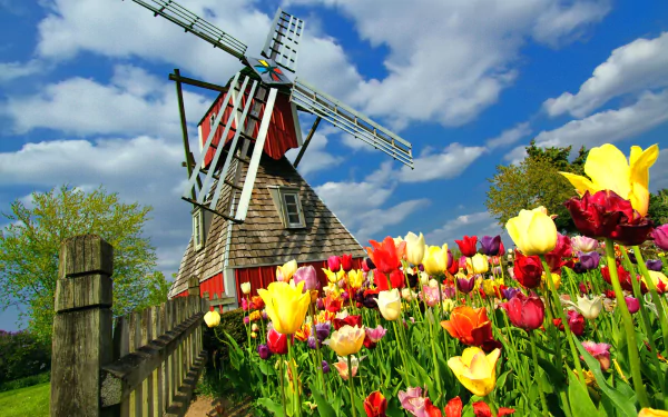flower Nederland tulip man made windmill HD Desktop Wallpaper | Background Image