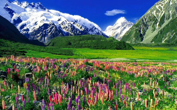 A vibrant landscape in New Zealand featuring colorful lupine flowers blooming across grassy fields, set against majestic snow-capped mountains and a clear blue sky.