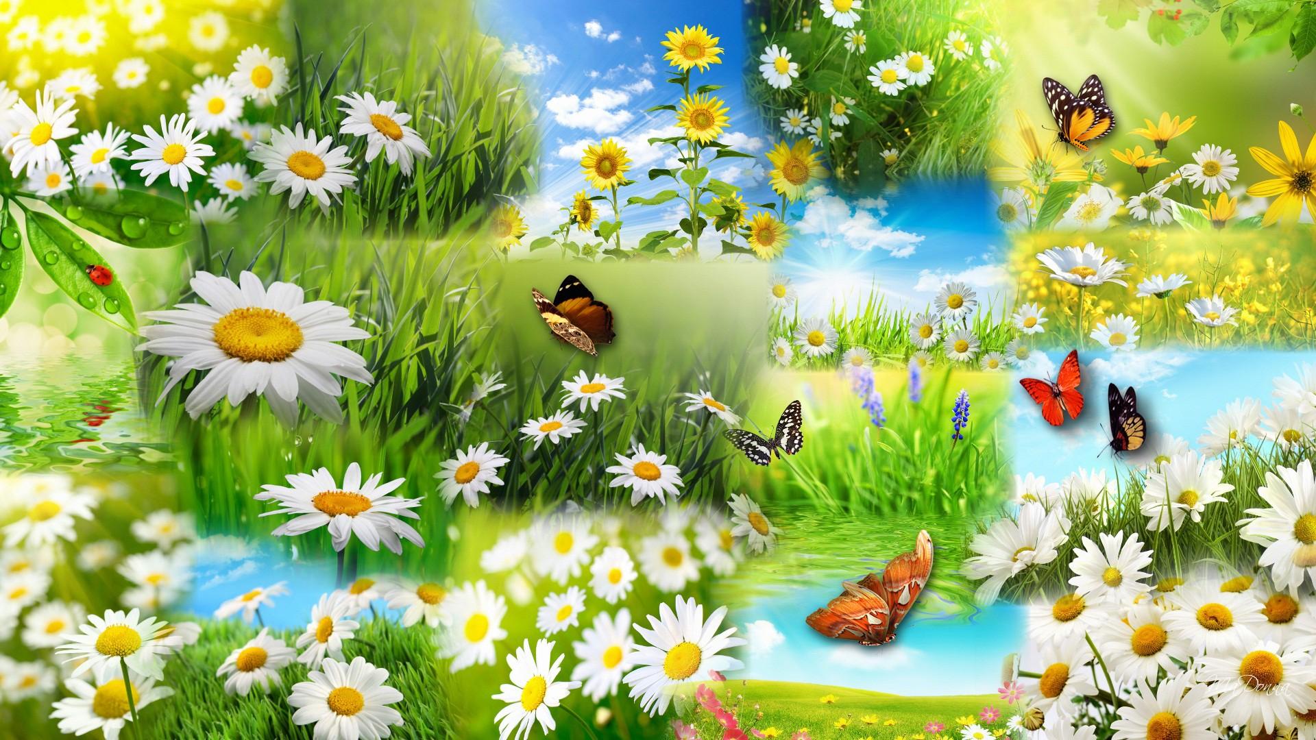 Daisy and Butterfly Collage by Ma Donna