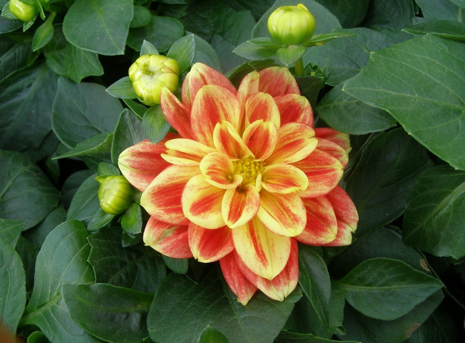 Download Orange Flower Green Leaf Close-up Flower Nature Dahlia Wallpaper