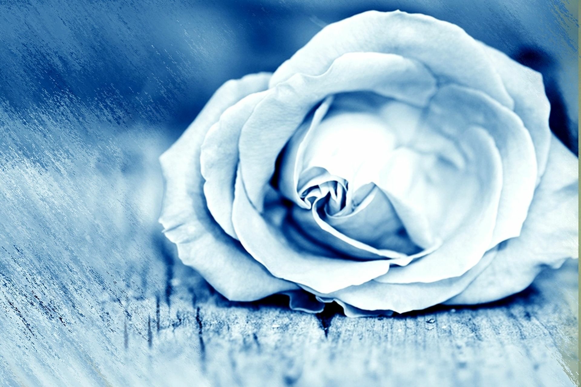 Blue Rose Images  Browse 4847425 Stock Photos Vectors and Video   Adobe Stock