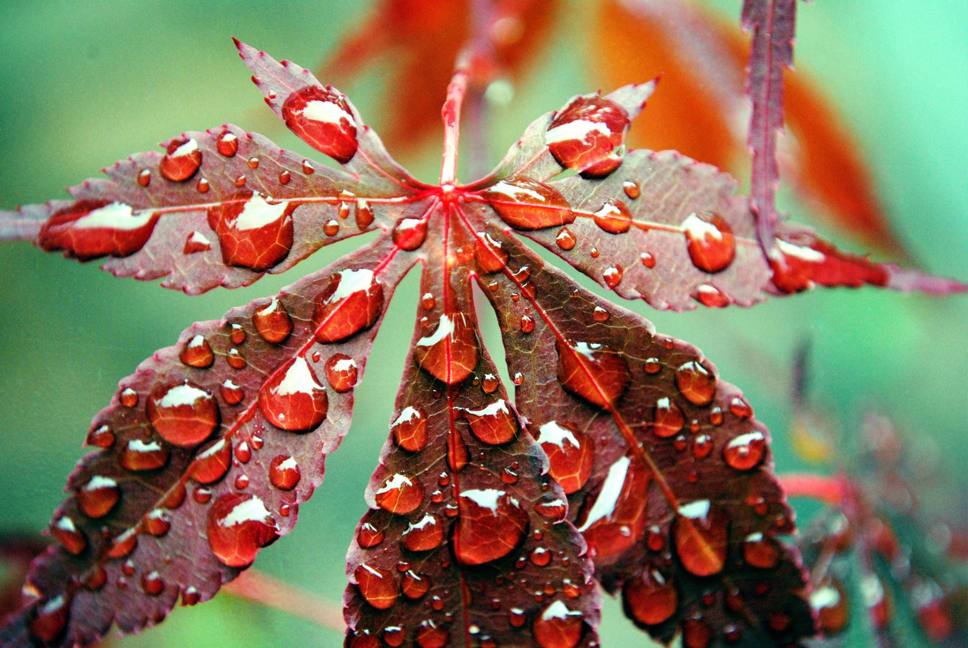 Download Dew Drop Close-up Nature Fall Leaf HD Wallpaper