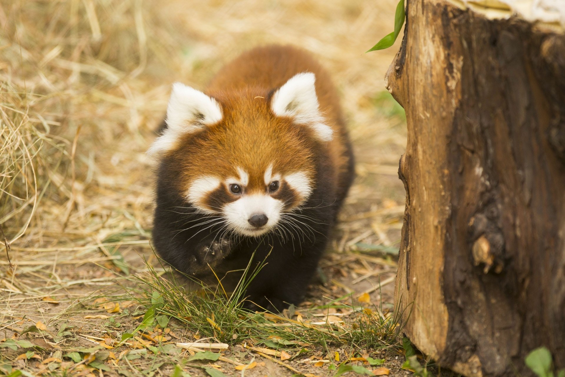 Download Zoo Chicago Animal Red Panda 4k Ultra HD Wallpaper