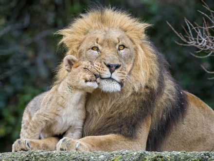 A heartwarming HD wallpaper showing a cute lion cub snuggling with a majestic adult lion, embodying love and familial bond in the animal kingdom.