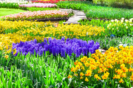 A vibrant display of purple and yellow flowers in Keukenhof, Netherlands, showcasing a colorful garden landscape filled with blossoms and lush greenery.
