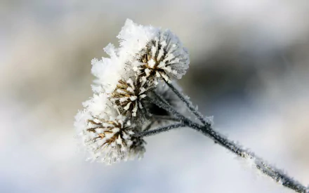  frosted wildflower stalk
