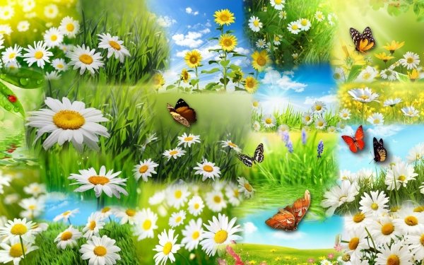 Artistic Collage Daisy Sunflower Grass Butterfly Spring White Flower Yellow Flower HD Wallpaper | Background Image