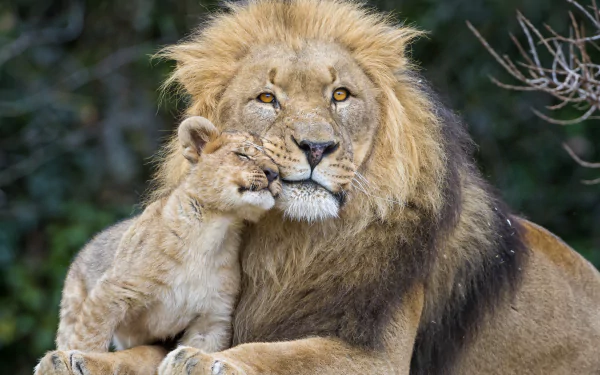 A heartwarming HD wallpaper showing a cute lion cub snuggling with a majestic adult lion, embodying love and familial bond in the animal kingdom.