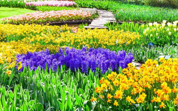 A vibrant display of purple and yellow flowers in Keukenhof, Netherlands, showcasing a colorful garden landscape filled with blossoms and lush greenery.