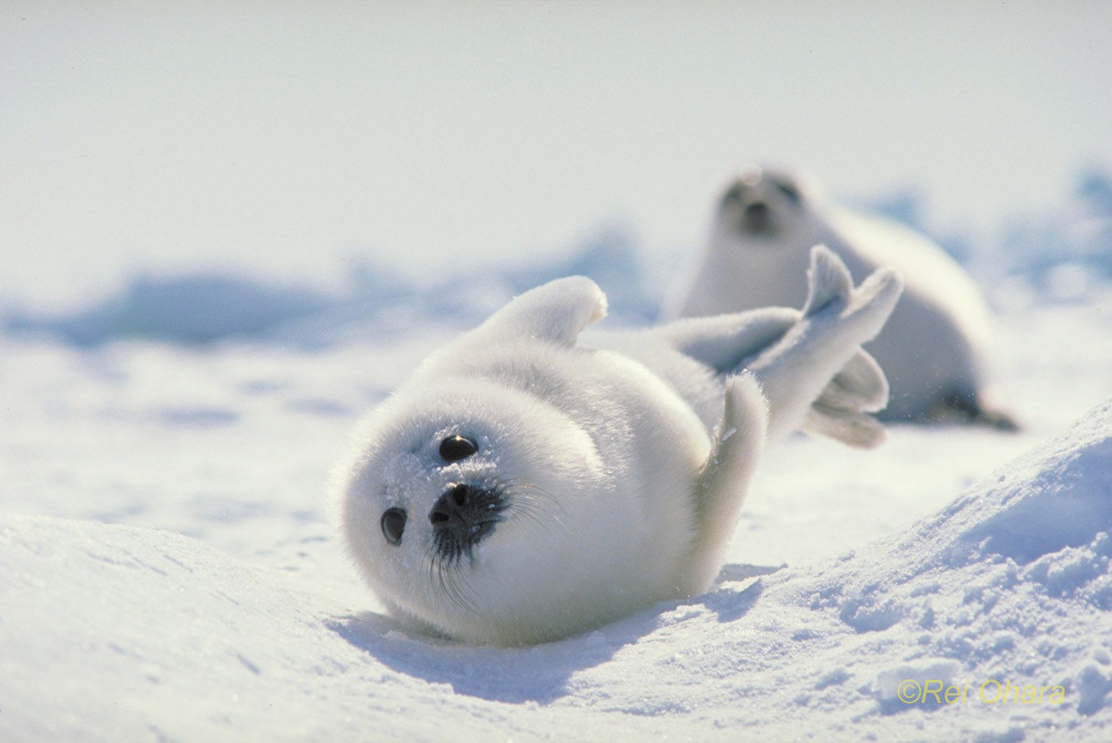 Japan, Hokkaido harp seal
