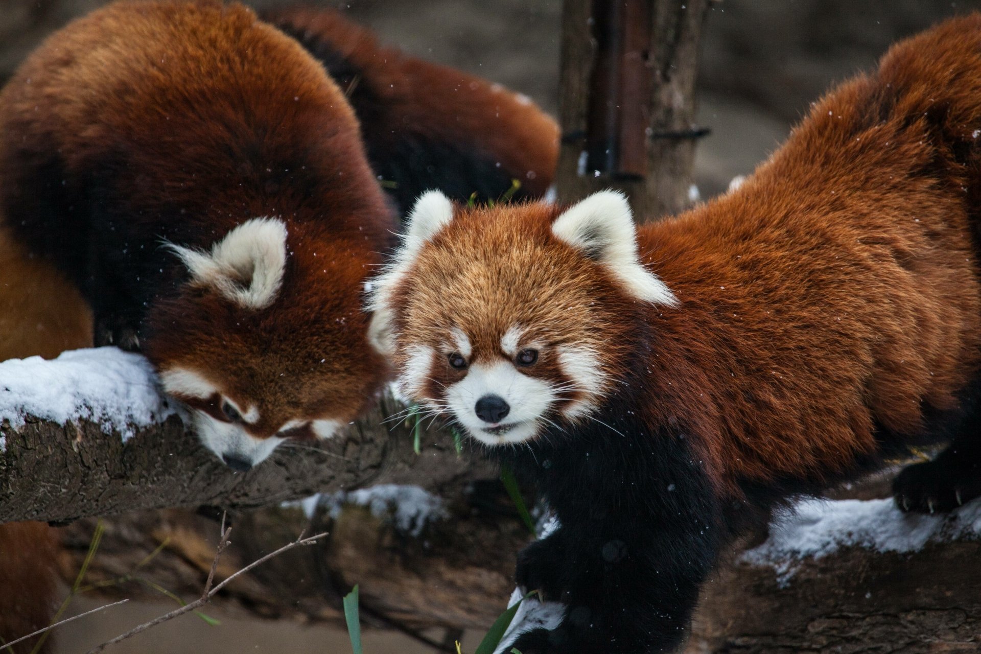 Download Zoo Chicago Animal Red Panda 4k Ultra HD Wallpaper