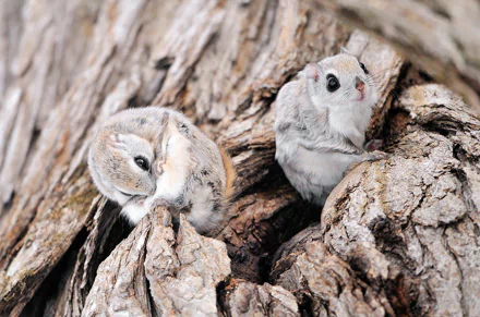  Japan, Hokkaido flying squirrel
