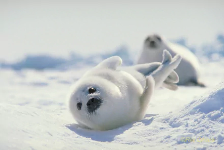 A playful harp seal rolls in the snow, showcasing its fluffy white fur in a serene Arctic landscape. A second seal rests in the background, adding to the tranquil scene.