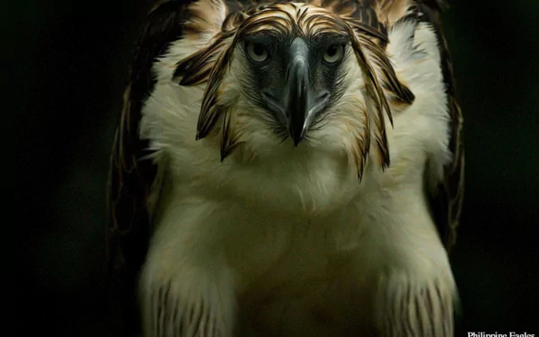  Phillipine Eagle (Endangered Species) by KLAUS NIGGE