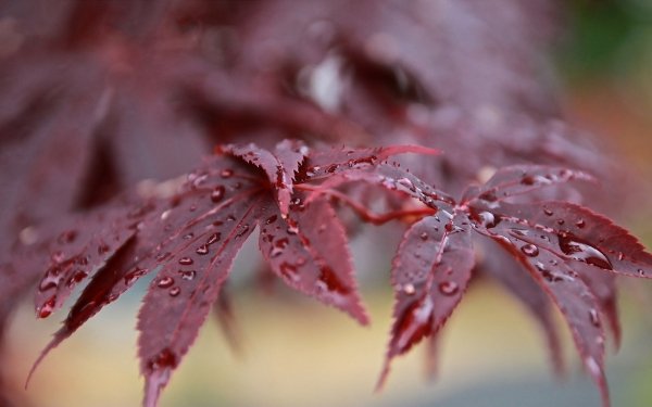 Earth Leaf Nature Bokeh Water Drop HD Wallpaper | Background Image