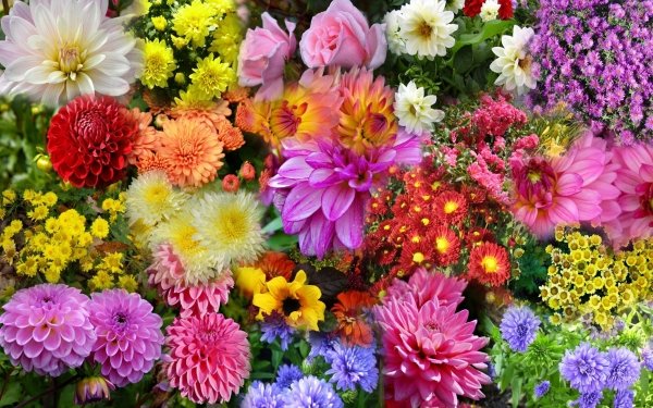 Earth Flower Flowers Colors Daisy Colorful Dahlia Rose Nature HD Wallpaper | Background Image