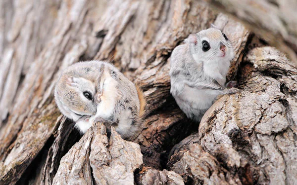  Japan, Hokkaido flying squirrel