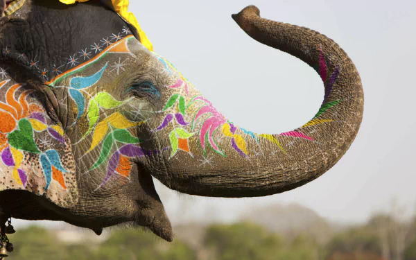 A vibrant elephant adorned with colorful patterns celebrates Holi, the festival of colors, creating a stunning HD desktop wallpaper background.