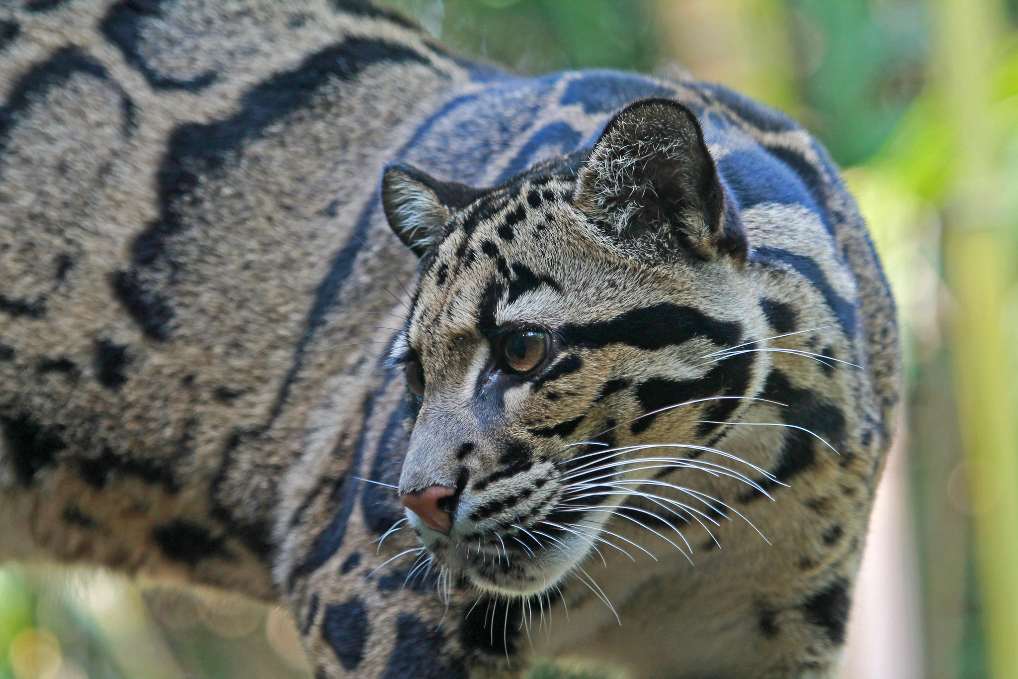 Animal Clouded Leopard HD Wallpaper | Background Image