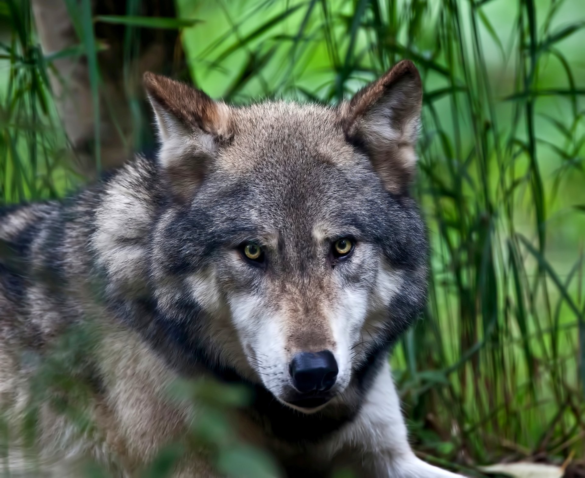 Wolf Gaze: Stunning 4K Ultra HD Close-Up Portrait | 3936x3219 ...