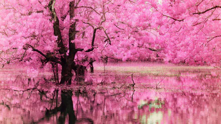 HD desktop wallpaper featuring a serene pond reflecting a dogwood tree in full pink blossom, creating a picturesque nature scene.