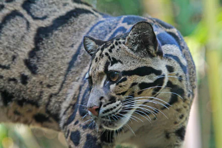 Close-up of a clouded leopard with bokeh background, captured in high definition as a PC desktop wallpaper and background image.
