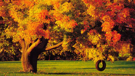 HD desktop wallpaper of a tire swing hanging from a tree amidst vibrant fall foliage in a natural setting.