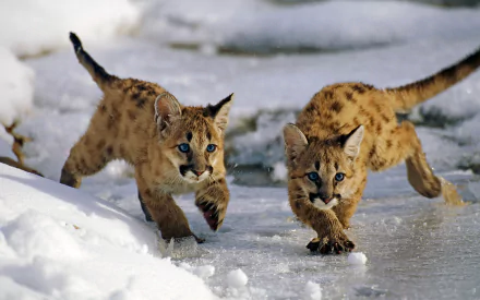 Two adorable baby cougars with striking blue eyes playfully run across a snowy landscape, showcasing their cute spots and youthful energy. A charming HD wallpaper of wildlife.