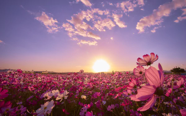 A vibrant field of purple cosmos flowers bathed in sunlight under a beautiful sky in Japan, creating a breathtaking nature scene. HD wallpaper capturing serene beauty.