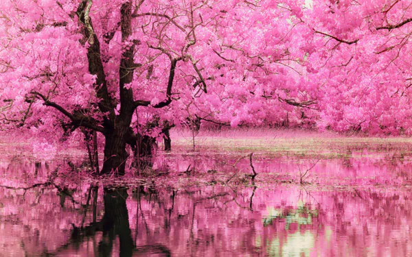 HD desktop wallpaper featuring a serene pond reflecting a dogwood tree in full pink blossom, creating a picturesque nature scene.