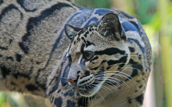 Close-up of a clouded leopard with bokeh background, captured in high definition as a PC desktop wallpaper and background image.