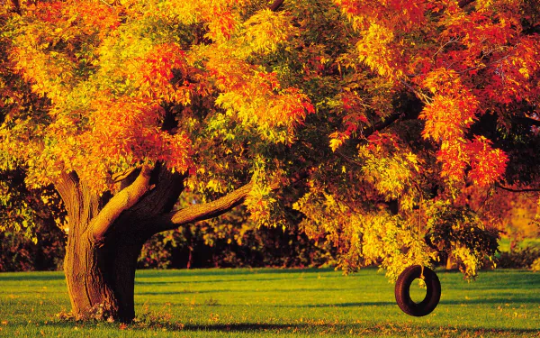  Autumn Tree with Tire Swing