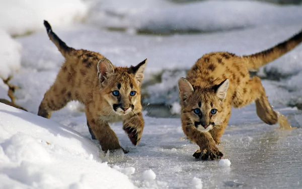 Two adorable baby cougars with striking blue eyes playfully run across a snowy landscape, showcasing their cute spots and youthful energy. A charming HD wallpaper of wildlife.